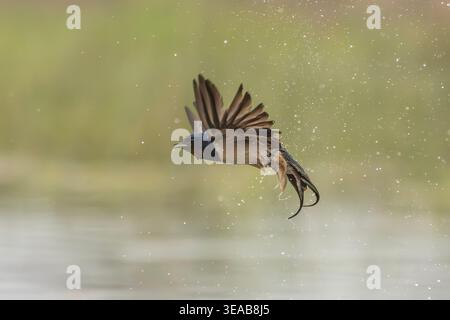 Scheunenschwalbe, Hirundo rustica Stockfoto