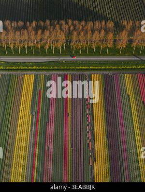 Aus der Vogelperspektive pulsierende mehrfarbige Tulpenfelder mit einem roten Auto, das auf einer von Bäumen gesäumten Straße fährt, Lisse, Süd-Holland, Niederlande. Stockfoto