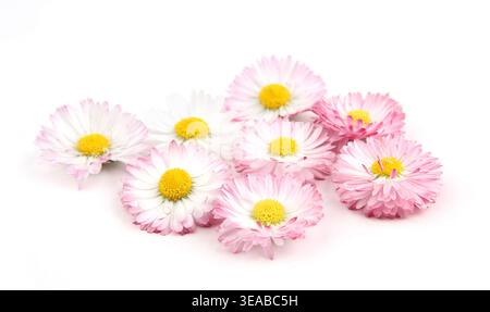 Bellis blüht isoliert auf weißem Hintergrund. Kleine weiße rosa Wiesenblumen. Stockfoto