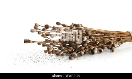 Getrocknete Mohnkapseln isoliert auf weißem Hintergrund. Mohnblumenköpfe Boxen und Stiele. Stockfoto