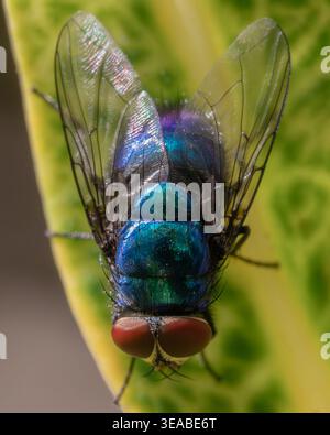 Ein detailreiches Makrofoto einer gewöhnlichen Hausfliege, die auf einem leuchtenden grünen Blatt thront und ihre zusammengesetzten Augen und feinen Körperhaare zeigt. Stockfoto