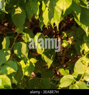 Eine detaillierte Nahaufnahme erfasst leuchtend grüne Blätter auf einer Pflanze, die von warmem Sonnenlicht durchleuchtet wird. Stockfoto