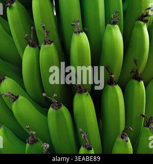 Eine dichte, detaillierte Nahaufnahme eines großen Haufen dicht gepackter, unreifer grüner Bananen. Stockfoto