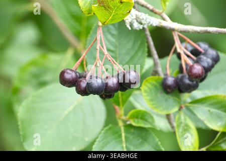 Nahaufnahme eines Büschels reifer Aroniabeeren, die an einem Ast hängen, umgeben von grünen Blättern. Die Beeren sind tiefviolett. Stockfoto