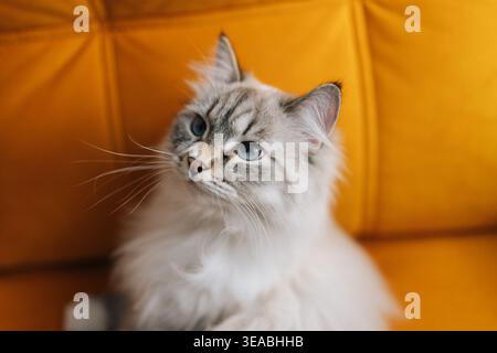 Nahaufnahme Porträt der entzückenden Neva Maskerade Katze, die bequem auf einem leuchtend gelben Sofa ruht, wunderschönes langes Fell, das die Kamera in gemütlicher Atmosphäre betrachtet Stockfoto