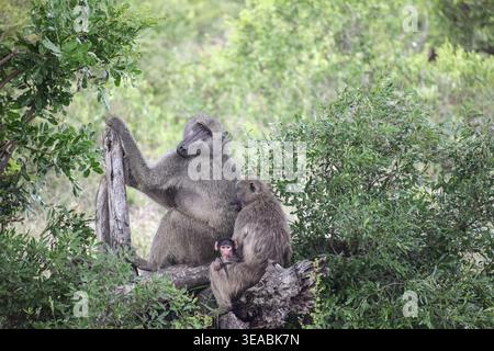 Pavian-Familiengruppe im Baum Stockfoto
