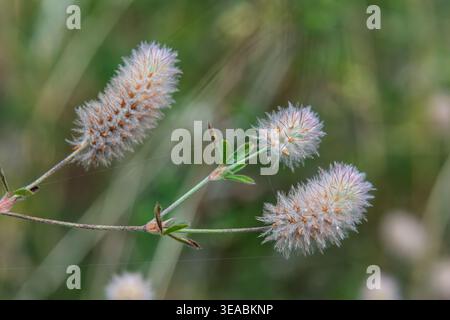 Hare's-Foot Klee zeigt seine unverwechselbaren flauschigen Blumen umgeben von üppig grünem Laub, das unter der warmen Sonne in einer ruhigen Wiese gedeiht. Stockfoto