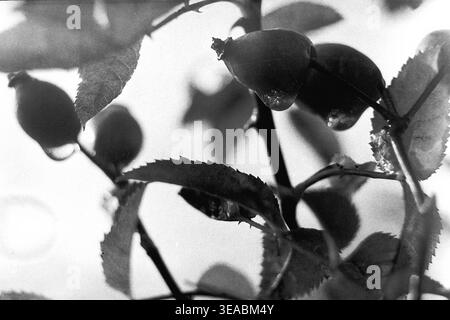 Schtschurovo, 1970er Jahre Nahaufnahme des Frühlingswaldes mit einem Zweig eines wilden Rosenbusches mit dunklen Beeren und markanten Blättern, die sich am Himmel abheben. Tropfen Morgentau haften an den Früchten und Dornen und zeigen das Erwachen der Natur nach dem Winter. Dieses authentische Schwarz-weiß-Archivfoto fängt die ruhige Schönheit der lokalen Flora und die detaillierten Strukturen der Wildnis ein und spiegelt die nostalgische Atmosphäre der Epoche und die einfache, natürliche Harmonie des friedlichen Donbas wider. Stockfoto