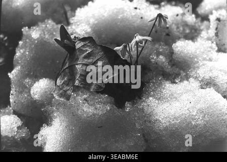 Schtschurovo, 1970er Jahre Einzigartige botanische Szene im Frühlingswald mit jungen Schneeglöckchen, die direkt neben einem großen, strukturierten trockenen Eichenblatt wachsen, das auf einem schmelzenden Schnee liegt. Die Komposition schafft einen markanten Kontrast zwischen den verfallenen Überresten des Herbstes und der frischen, widerstandsfähigen Blüte des neuen Lebens. Dieses historische Archivfoto, das auf einem klassischen Schwarzweißfilm aufbewahrt wird, bietet einen poetischen und nostalgischen Blick auf die Zyklen der Natur und fängt den dauerhaften Geist des friedlichen Donbas perfekt ein. Stockfoto