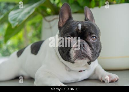 Ernsthafte schwarze und weiße französische Bulldogge, die draußen auf einem Balkon steht und im Sommer blühende Blumen hat. Haustierkonzept. Stockfoto