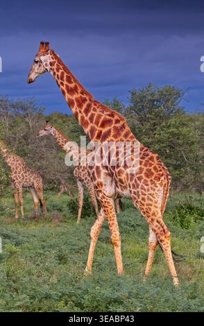 Nahaufnahme Portrait-orientiertes Bild von drei südafrikanischen oder Cape Giraffe (Giraffa giraffa) in der Savanne des Kruger-Nationalparks, Südafrika Stockfoto