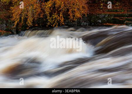 Turbulentes Wasser rauscht über die Aysgarth Falls mit lebhaftem Herbstlaub, das im Morgenlicht über dem geschwollenen Fluss liegt Stockfoto