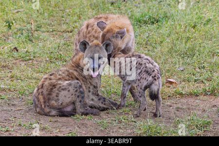 Eine Familiengruppe von gefleckten Hyänen (Crocuta crocuta), die sich am späten Nachmittag im Kruger-Nationalpark in Südafrika mit Jugendlichen verbinden Stockfoto