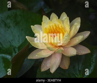 Nahaufnahme der zarten gelben, orangen Wasserlilie Mangkala ubol blühenden Blume und Blätter nach Regen Stockfoto