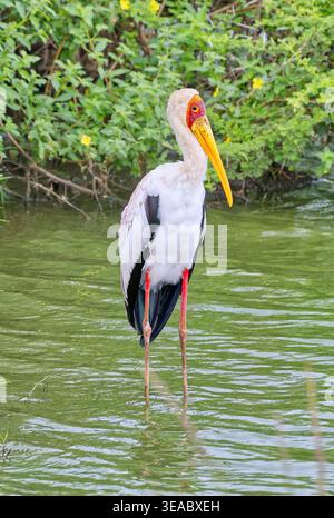 Ein Portrait-orientiertes Bild eines Gelbschnabelstorchs (Mycteria ibis), der in einem grünen Fluss im Kruger-Nationalpark, Südafrika, steht Stockfoto
