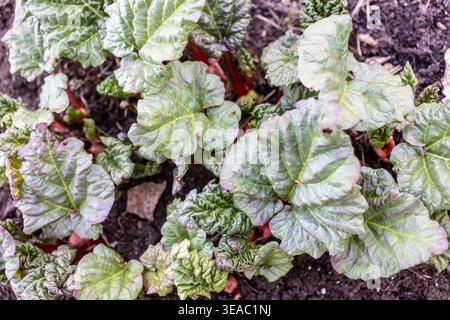 Frische Rhabarbersprossen, auch bekannt als Rheum rhabarbarum, durchdringen den dunklen Frühlingsboden mit roten Stielen und sich entfaltenden grünen Blättern. Stockfoto