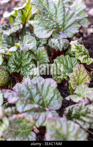 Frische Rhabarbersprossen, auch bekannt als Rheum rhabarbarum, durchdringen den dunklen Frühlingsboden mit roten Stielen und sich entfaltenden grünen Blättern. Stockfoto