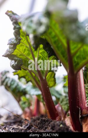 Frische Rhabarbersprossen, auch bekannt als Rheum rhabarbarum, durchdringen den dunklen Frühlingsboden mit roten Stielen und sich entfaltenden grünen Blättern. Stockfoto