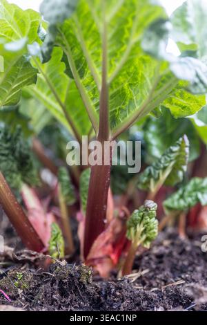 Frische Rhabarbersprossen, auch bekannt als Rheum rhabarbarum, durchdringen den dunklen Frühlingsboden mit roten Stielen und sich entfaltenden grünen Blättern. Stockfoto