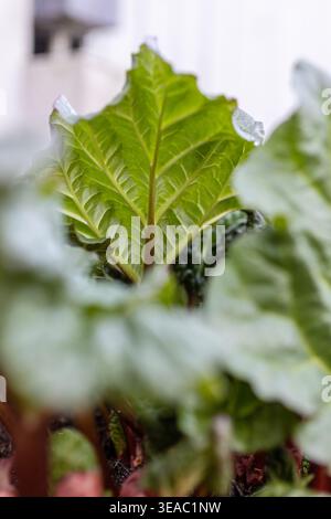 Frische Rhabarbersprossen, auch bekannt als Rheum rhabarbarum, durchdringen den dunklen Frühlingsboden mit roten Stielen und sich entfaltenden grünen Blättern. Stockfoto