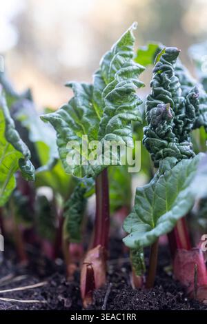 Frische Rhabarbersprossen, auch bekannt als Rheum rhabarbarum, durchdringen den dunklen Frühlingsboden mit roten Stielen und sich entfaltenden grünen Blättern. Stockfoto