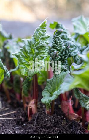 Frische Rhabarbersprossen, auch bekannt als Rheum rhabarbarum, durchdringen den dunklen Frühlingsboden mit roten Stielen und sich entfaltenden grünen Blättern. Stockfoto
