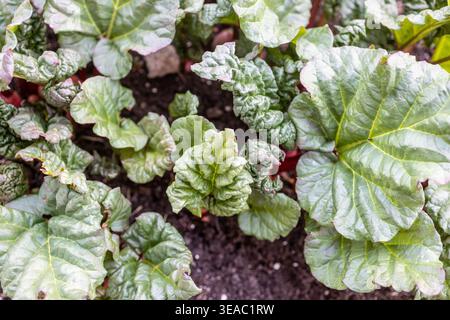 Frische Rhabarbersprossen, auch bekannt als Rheum rhabarbarum, durchdringen den dunklen Frühlingsboden mit roten Stielen und sich entfaltenden grünen Blättern. Stockfoto