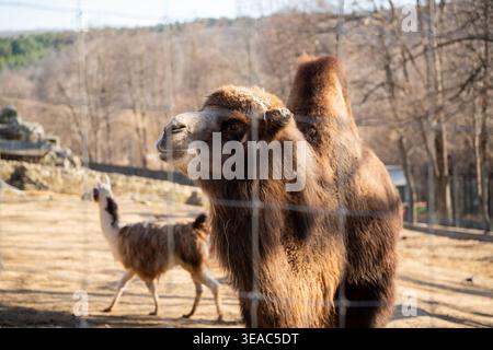 Baktrisches Kamel Camelus bactrianus steht in Zoogehege hinter Zaun mit Lama im Hintergrund. In Gefangenschaft gehaltene Tiere, Tierwelt, Naturschutz. Stockfoto