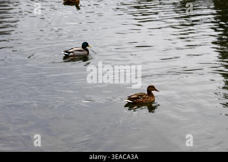 Enten auf dem Wasser Stockfoto