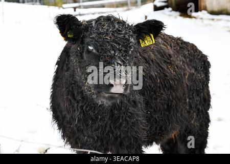 Wollkuh im Schnee Stockfoto