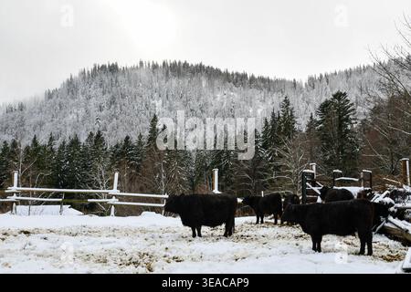 Wollkuh im Schnee Stockfoto