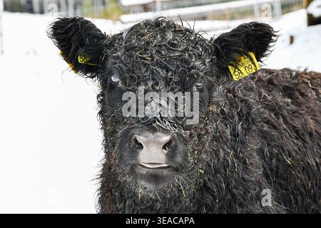 Wollkuh im Schnee Stockfoto