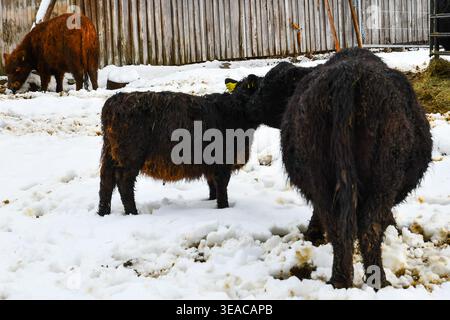 Wollkuh im Schnee Stockfoto