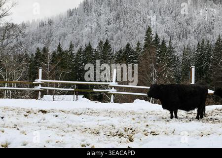 Wollkuh im Schnee Stockfoto