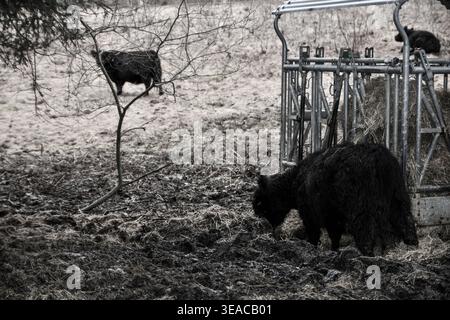 Wollkuh im Schnee Stockfoto