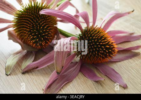 Eine detailreiche Nahaufnahme mit zwei leuchtend violetten Konefloren (Echinacea purpurea) auf hellem Holzhintergrund. Das i Stockfoto