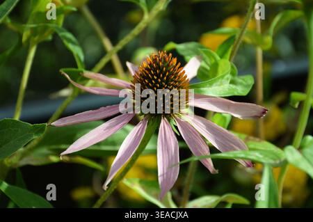 Ein leuchtender Purple Coneflower (Echinacea purpurea) steht in voller Blüte und zeigt sich in seinem charakteristischen, orange-braunen Zentrum und in zartem Lavendelrosa Stockfoto