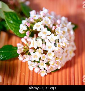 Kleine Gruppe weißer und rosafarbener Blumen auf Holzoberfläche bei hellem Licht während des Tages Stockfoto