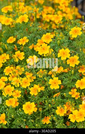 Tagetes tenuifolia Starfire, Signet Ringelblume Starfire, kompakte, buschige jährliche, üppige Blüten in Rot-, Orange-, Gelb- und Brauntönen Stockfoto