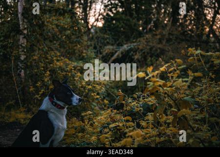 Border Collie sieht toll aus auf einem Landweg Stockfoto