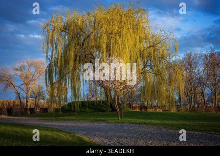 Sonnenuntergangslicht im Kiewer Park am Fluss Dnipro, das eine Trauerweide und einen blühenden Kirschbaum beleuchtet, warme Goldtöne über frischem Frühlingsgrün c Stockfoto