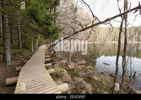 Holzsteg durch Wald in der Nähe des Sees. Stockfoto