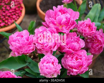 Tulpe Angelique Stockfoto