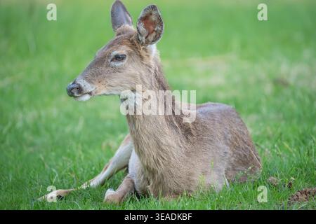 Nahporträt des Weißschwanzhirsches (Odocoileus virginianus), der auf einer Graswiese ruht. Stockfoto