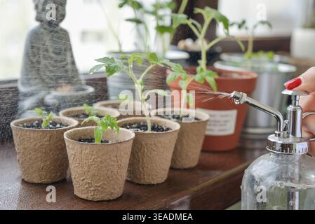 Nahaufnahme von bewässerten Kirschtomaten-Setzlingen mit einer Sprühflasche auf einer Fensterbank bei natürlichem Licht. Frische grüne Pflanzen, die nebelig werden, Konzept des Home-Ga Stockfoto
