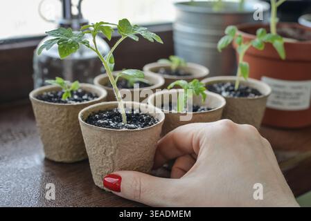 Nahaufnahme von Kirschtomaten-Setzlingen, die in Torftöpfen auf einer Fensterbank bei natürlichem Licht wachsen. Konzept von Heimgärtnerei, Bio-Lebensmittel und nachhaltigem li Stockfoto