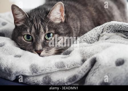 Nahaufnahme einer Tabbykatze mit breiten grünen Augen, die sich unter einer Decke versteckt und in die Kamera blickt. Vorstellung von Angst, Sicherheit, emotionaler Verletzlichkeit, an Stockfoto