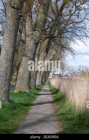 Baumbestandener Pfad unter blauem Himmel, schmaler gepflasterter Weg, flankiert von hohen Stämmen und Schilfbeeten, entferntes Bauernhaus am Horizont, frisches grünes Gras und Ei Stockfoto