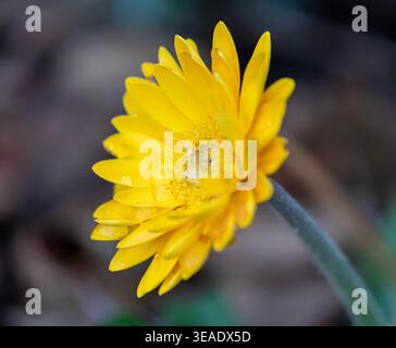 Gelbe Gerbera Daisy Stockfoto