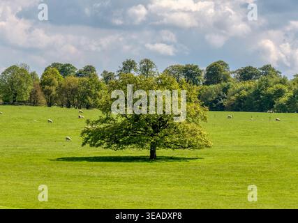 Ein Einsamer Baum Steht Majestätisch Stockfoto